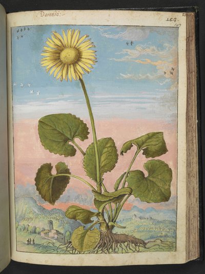Doronicum austriacum: Een plant met een gele bloem, uit "Schilderijen van Flora van de Romeinse Staten" door Gherardo Cibo door Gherardo Cibo