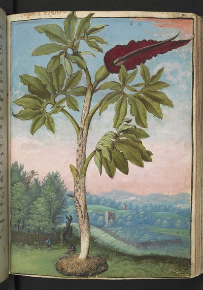 Dracunculus vulgaris, uit "Schilderijen van Flora van de Romeinse Staten" door Gherardo Cibo door Gherardo Cibo