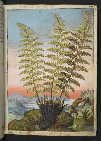 Dryopteris filix mas: Een varen, uit 