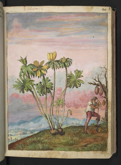 Eranthis hyemalis, uit "Schilderijen van Flora van de Romeinse Staten" door Gherardo Cibo, Add MS 22333, f038r, c.1564-84 door Gherardo Cibo