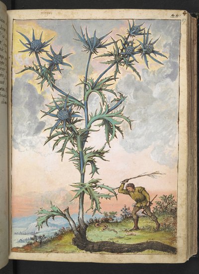 Eryngium maritimum, uit "Schilderijen van Flora van de Romeinse Staten" door Gherardo Cibo door Gherardo Cibo