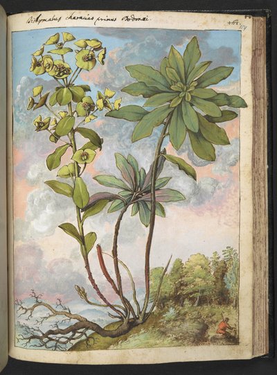 Euphorbia amygdaloises of Euphorbia characias, uit "Schilderijen van Flora van de Romeinse Staten" door Gherardo Cibo, Add MS 22333, f154r, c.1564-84 door Gherardo Cibo