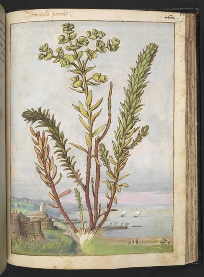 Euphorbia paralias, uit 