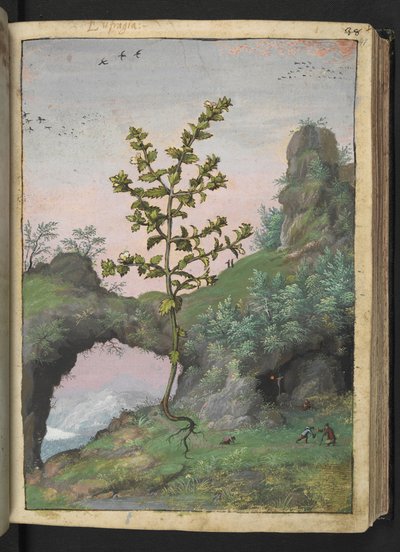 Euphrasia officinalis, uit 