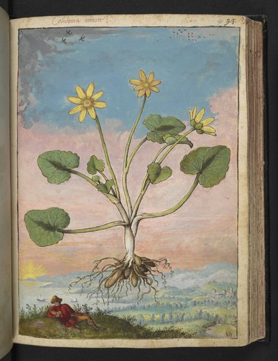 Ficaria verna, uit 