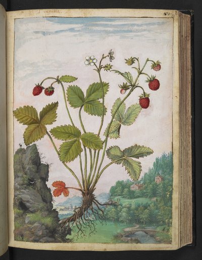 Fragaria vesca, uit 