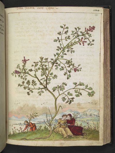Fumaria gaillardotii, uit 
