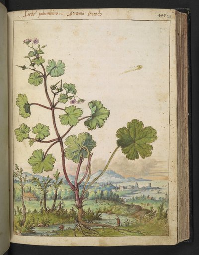 Geranium rotundifolium: Een plant met roze bloemen, uit "Schilderijen van Flora van de Romeinse Staten" door Gherardo Cibo door Gherardo Cibo
