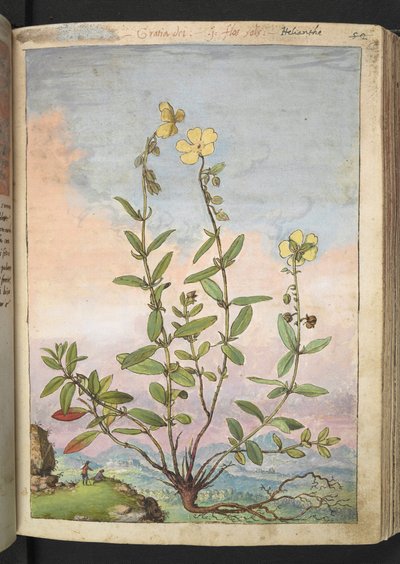 Helianthemum nummularium, uit "Schilderijen van Flora van de Romeinse Staten" door Gherardo Cibo, Add MS 22333, f055r, c.1564-84 door Gherardo Cibo