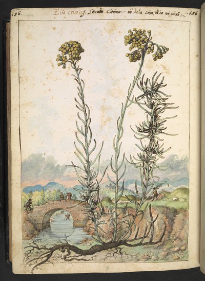 Helichrysum italicum: een plant met gele knoppen, uit "Schilderijen van Flora van de Romeinse Staten" door Gherardo Cibo door Gherardo Cibo