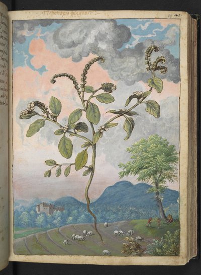 Heliotropium europeanum, uit "Schilderijen van Flora van de Romeinse Staten" door Gherardo Cibo, Add MS 22333, f044r, c.1564-84 door Gherardo Cibo