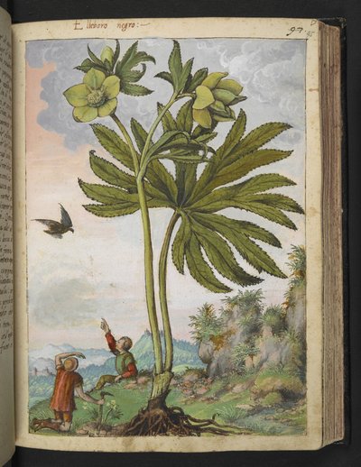 Helleboris viridis, uit "Schilderijen van Flora van de Romeinse Staten" door Gherardo Cibo, Add MS 22333, f095r, c.1564-84 door Gherardo Cibo
