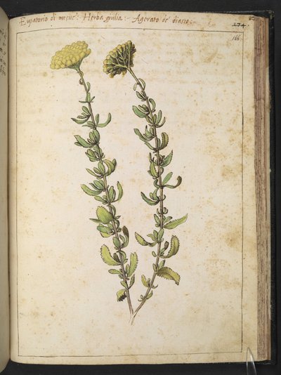 Hennep agrimonie (van het geslacht Eupatorium), mogelijk Kidney Vetch, uit "Schilderijen van Flora van de Romeinse Staten" door Gherardo Cibo, Add MS 22333, f166r, c.1564-84 door Gherardo Cibo