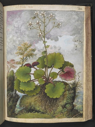 Herba rora: plant met witte bloemblaadjes, uit "Schilderijen van Flora van de Romeinse Staten" door Gherardo Cibo door Gherardo Cibo