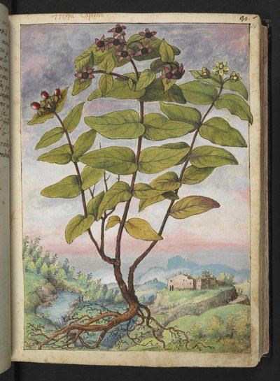 Hypericum hircinum, uit "Schilderijen van Flora van de Romeinse Staten" door Gherardo Cibo door Gherardo Cibo
