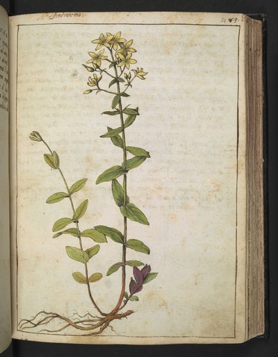 Hypericum perfoliatum, uit "Schilderijen van Flora van de Romeinse Staten" door Gherardo Cibo door Gherardo Cibo