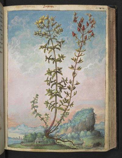 Hypericum perforatum, uit "Schilderijen van Flora van de Romeinse Staten" door Gherardo Cibo door Gherardo Cibo