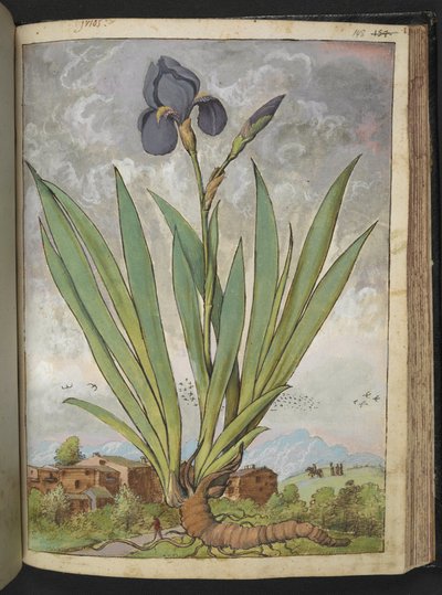 Iris germanica, uit 