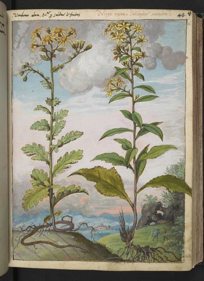 Jacobaeae vulgaris et Senecio ovatu, uit "Schilderijen van Flora van de Romeinse Staten" door Gherardo Cibo door Gherardo Cibo