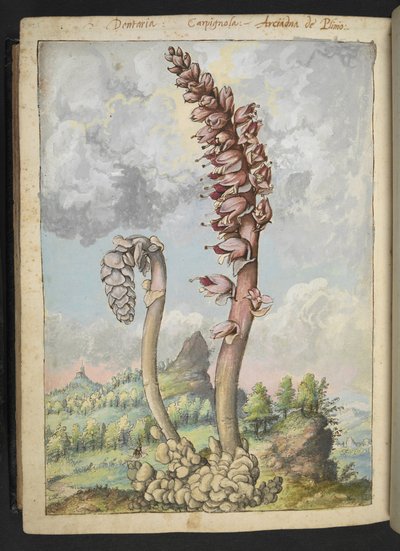 Lathrea squammaria, uit 
