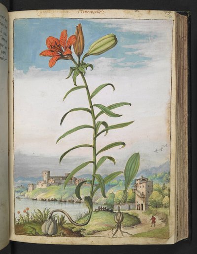 Lilium bulbiferum: Een plant met rode bloemblaadjes, uit 