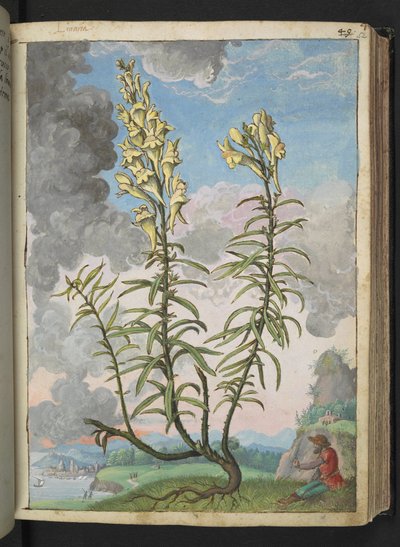 Linaria vulgaris, uit "Schilderijen van Flora van de Romeinse Staten" door Gherardo Cibo door Gherardo Cibo
