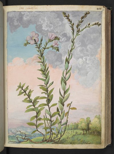 Linum viscosum: Een hoge plant met roze bloemen, uit "Schilderijen van Flora van de Romeinse Staten" door Gherardo Cibo door Gherardo Cibo