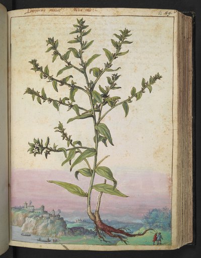 Lithospermum officinale, uit "Schilderijen van Flora van de Romeinse Staten" door Gherardo Cibo door Gherardo Cibo