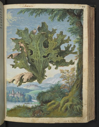 Lobaria pulmonaria (Longkruid), uit "Schilderijen van Flora van de Romeinse Staten" door Gherardo Cibo door Gherardo Cibo