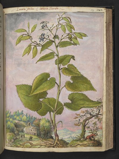 Lunaria redivivia, uit 