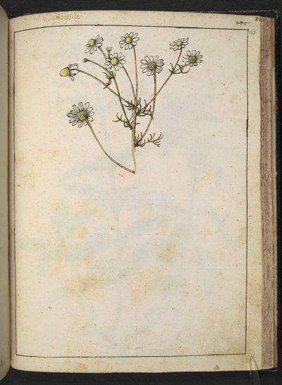 Matricaria chamomilla (Kamille), uit "Schilderijen van Flora van de Romeinse Staten" door Gherardo Cibo door Gherardo Cibo