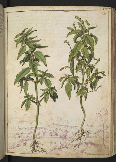 Mercurialis annua, uit "Schilderijen van Flora van de Romeinse Staten" door Gherardo Cibo, Add MS 22333, f056r, c.1564-84 door Gherardo Cibo