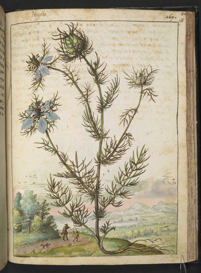 Nigella damascena, uit 
