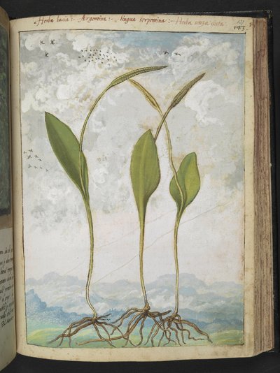 Ophioglossum vulgatum, uit "Schilderijen van Flora van de Romeinse Staten" door Gherardo Cibo, Add MS 22333, f137r, c.1564-84 door Gherardo Cibo