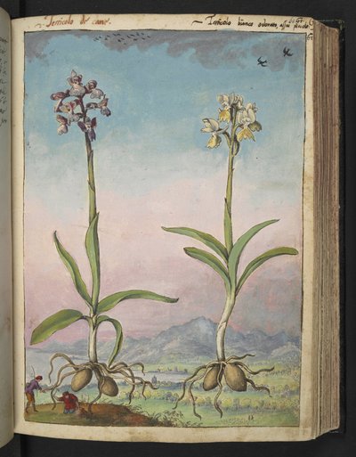 Orchis pallens: Twee bloeiende planten, uit 