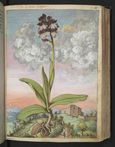 Orchis serapias, uit "Schilderijen van Flora van de Romeinse Staten" door Gherardo Cibo door Gherardo Cibo