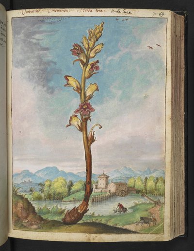 Orobanche gracilis, uit "Schilderijen van Flora van de Romeinse Staten" door Gherardo Cibo door Gherardo Cibo
