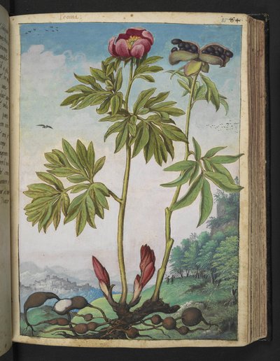 Paeonia officinalis, uit "Schilderijen van Flora van de Romeinse Staten" door Gherardo Cibo door Gherardo Cibo