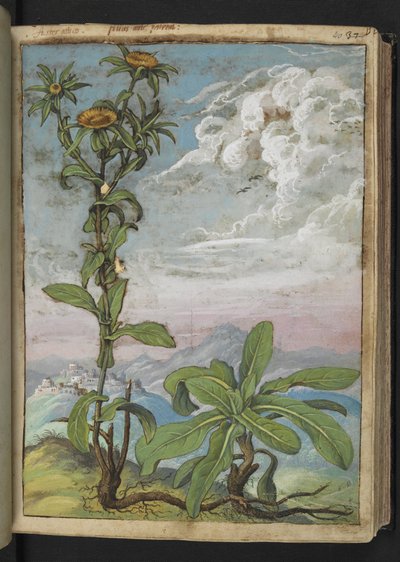 Pallenis spinosa, uit "Schilderijen van Flora van de Romeinse Staten" door Gherardo Cibo door Gherardo Cibo