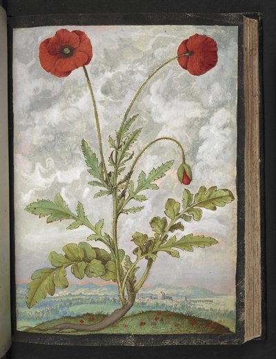 Papaver rhoeas (Klaprozen), uit "Schilderijen van Flora van de Romeinse Staten" door Gherardo Cibo door Gherardo Cibo