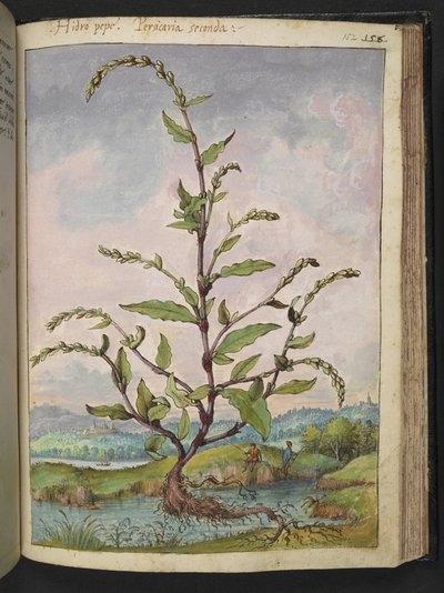Persicaria hydropiper, uit "Schilderijen van Flora van de Romeinse Staten" door Gherardo Cibo, Add MS 22333, f152r, c.1564-84 door Gherardo Cibo