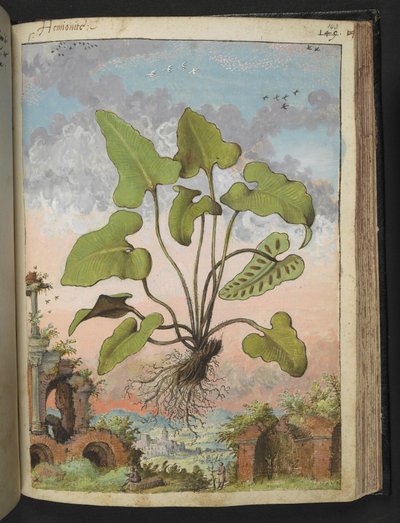 Phyllitis hemionitis, uit "Schilderijen van Flora van de Romeinse Staten" door Gherardo Cibo, Add MS 22333, f143r, c.1564-84 door Gherardo Cibo