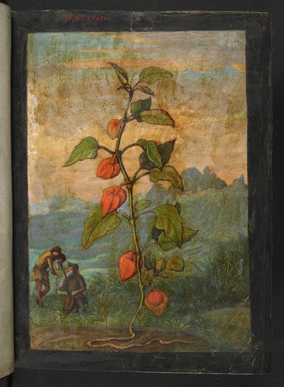 Physalis alkekengi: Een plant met rode bloemen, uit "Schilderijen van Flora van de Romeinse Staten" door Gherardo Cibo door Gherardo Cibo