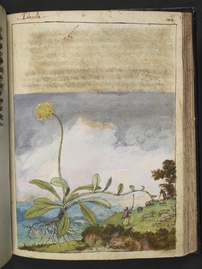 Pilosella officinarum, uit "Schilderijen van Flora van de Romeinse Staten" door Gherardo Cibo door Gherardo Cibo