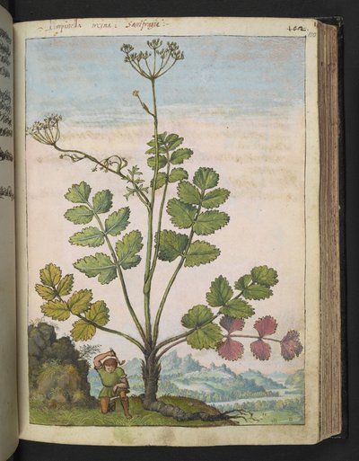 Pimpinella major, uit "Schilderijen van Flora van de Romeinse Staten" door Gherardo Cibo, Add MS 22333, f100r, c.1564-84 door Gherardo Cibo