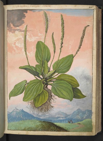 Plantago major, uit 