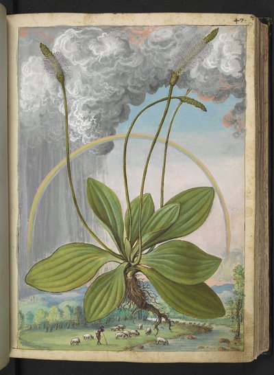 Plantago media, uit 
