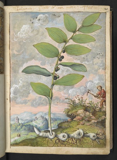 Polygonatum odoratum: Een plant. Een man met een pikhouweel, uit 