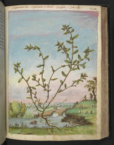 Polygonum aviculare, uit "Schilderijen van Flora van de Romeinse Staten" door Gherardo Cibo door Gherardo Cibo