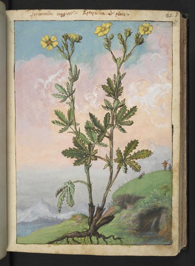 Potentilla recta: Een plant met gele bloemen, uit "Schilderijen van Flora van de Romeinse Staten" door Gherardo Cibo, Add MS 22333, f039r, c.1564-84 door Gherardo Cibo